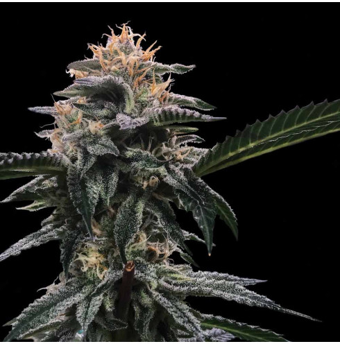 Banana Sorbet - DNA Genetics Banana Sorbet - DNA Genetics