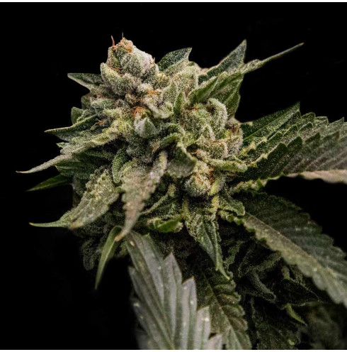 Strawberry Sorbet - DNA Genetics Strawberry Sorbet - DNA Genetics