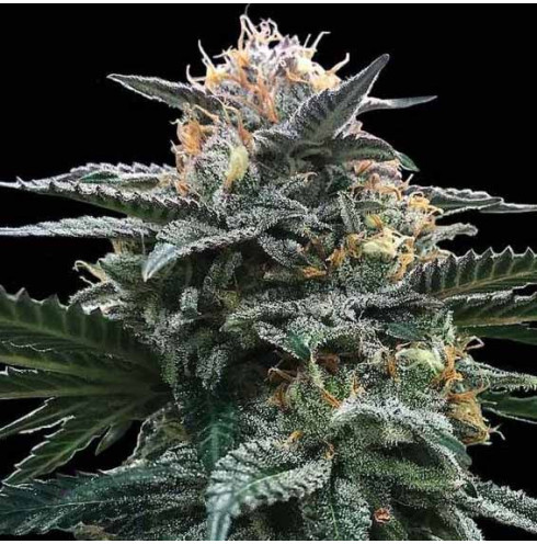 Blood Orange Sorbet - DNA Genetics Blood Orange Sorbet - DNA Genetics