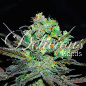 Eleven Roses - Delicious Seeds Eleven Roses - Delicious Seeds