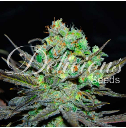 Eleven Roses - Delicious Seeds Eleven Roses - Delicious Seeds