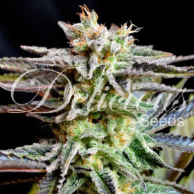 Sugar Black Rose - Delicious Seeds Sugar Black Rose - Delicious Seeds