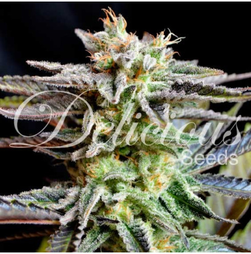 Sugar Black Rose - Delicious Seeds