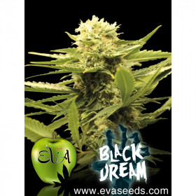 Black Dream 3 fem Black Dream 3 fem