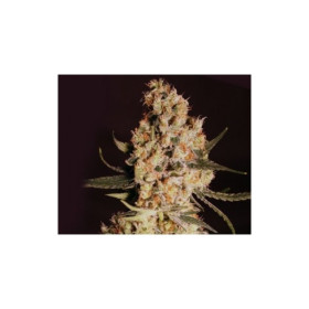 Jamaican Dream 3 fem Jamaican Dream 3 fem