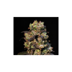 Pink Plant 3 fem Pink Plant 3 fem