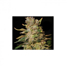 T.N.T Kush 3 fem T.N.T Kush 3 fem
