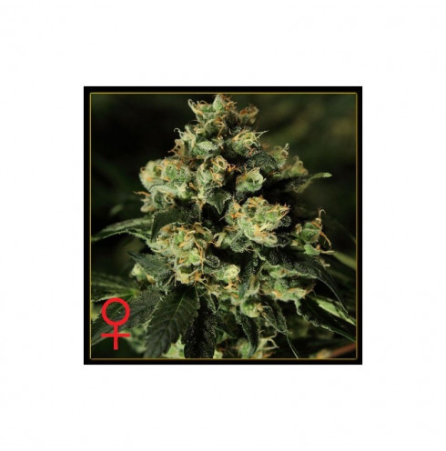 Jack Herer (5/fem) Jack Herer (5/fem)
