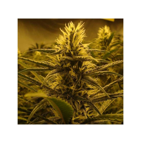 Lemon Skunk (5/fem) Lemon Skunk (5/fem)