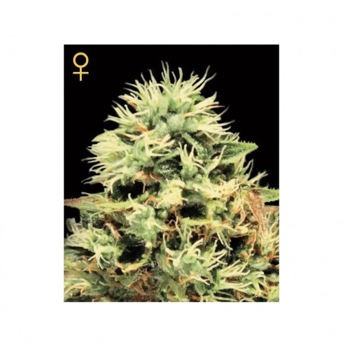 Super Bud (5/fem) Super Bud (5/fem)