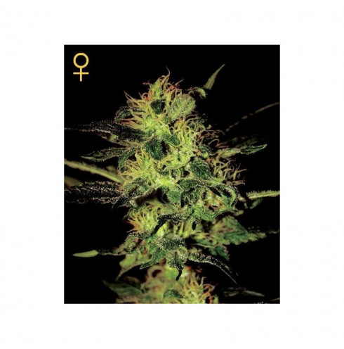 Super Critical (5/fem) Super Critical (5/fem)