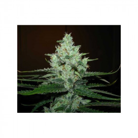 Super Lemon Haze (5/fem) Super Lemon Haze (5/fem)