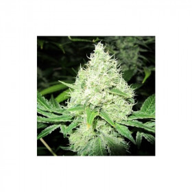 Devil Fruit 3 fem Devil Fruit 3 fem