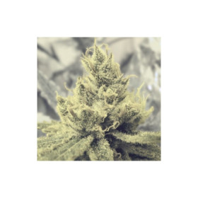 Y Griega CBD 5 fem Y Griega CBD 5 fem