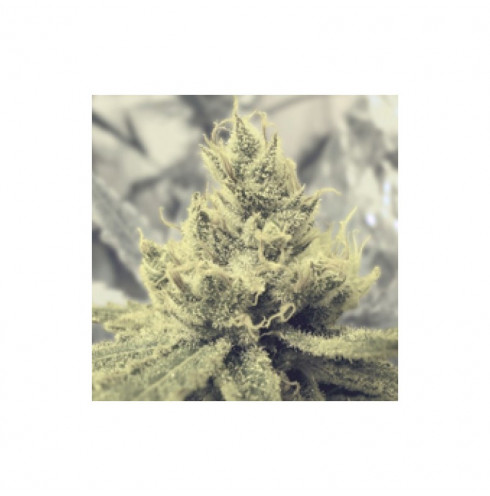 Y Griega CBD 5 fem Y Griega CBD 5 fem