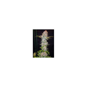 Jock Horror Auto 5 fem