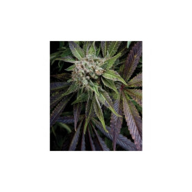 Blue Pyramid 5 fem Blue Pyramid 5 fem
