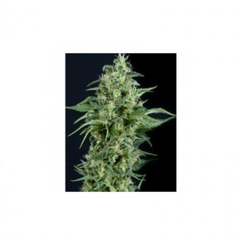 Kryptonite 5 fem Kryptonite 5 fem