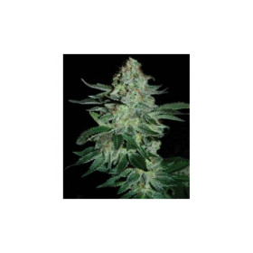 Tutankhamon 5 fem Tutankhamon 5 fem