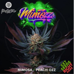 Mimozz - Perfect Seeds Mimozz - Perfect Seeds