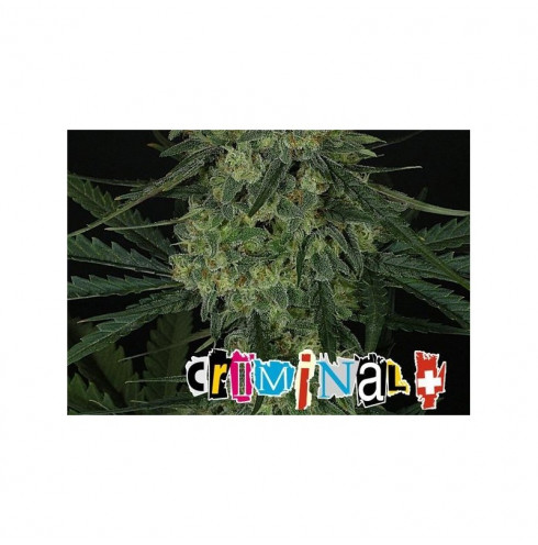 Criminal + (5/fem) Criminal + (5/fem)