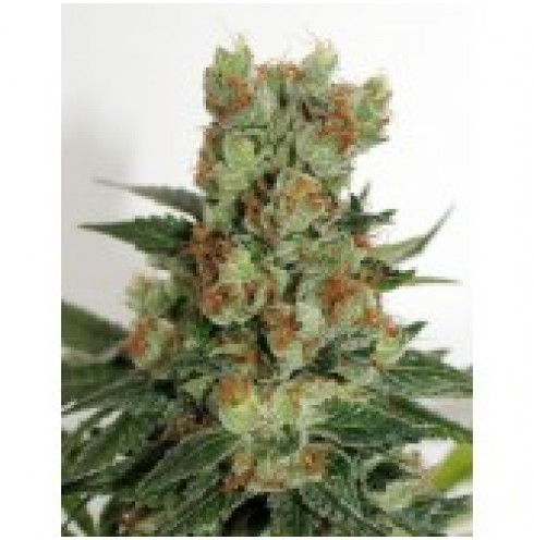 Fuel OG (1/fem) Fuel OG (1/fem)