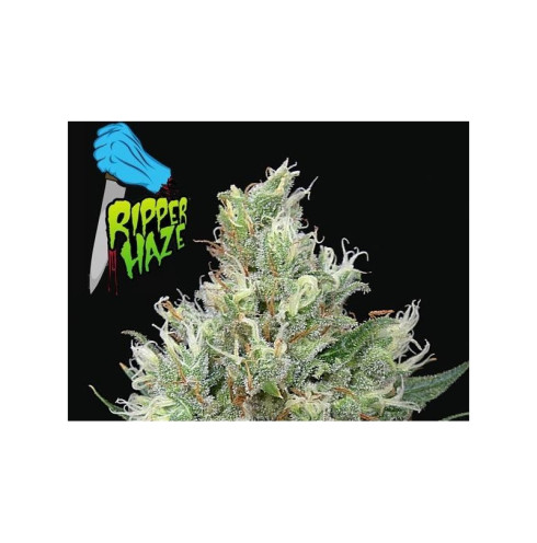 Ripper Haze (3/fem) Ripper Haze (3/fem)