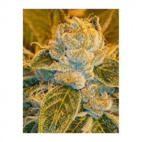 Sour Ripper (5/fem) Sour Ripper (5/fem)