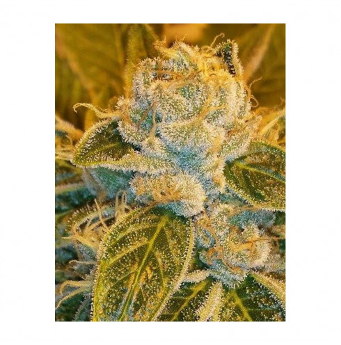 Sour Ripper (3/fem) Sour Ripper (3/fem)