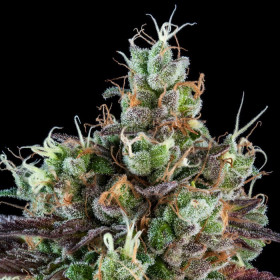 Sour Ripper Auto Sour Ripper Auto