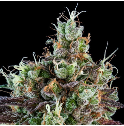 Sour Ripper Auto Sour Ripper Auto