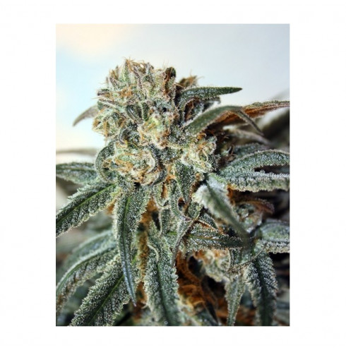 Zombie Kush (5/fem)