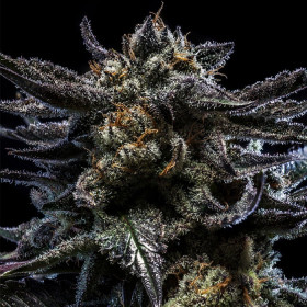 Zombie Kush Auto Zombie Kush Auto