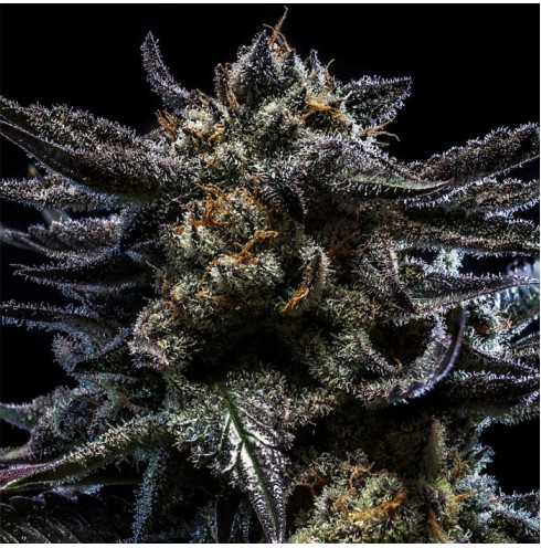 Zombie Kush Auto Zombie Kush Auto