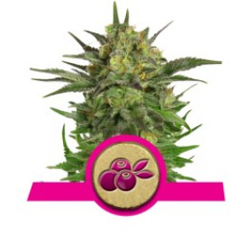 RQ Fem Haze Berry 3pcs RQ Fem Haze Berry 3pcs