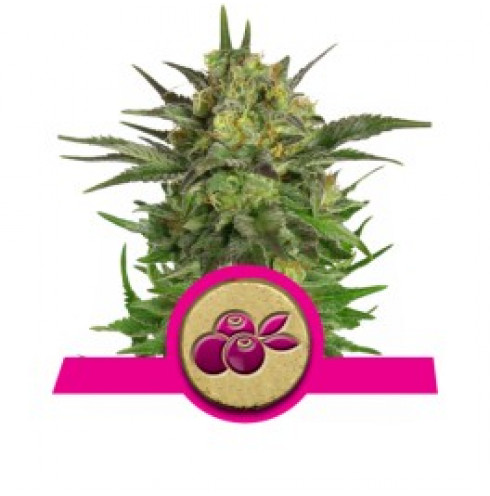 RQ Fem Haze Berry 3pcs RQ Fem Haze Berry 3pcs