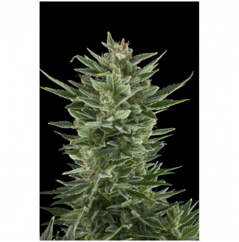 Quick One 5 fem Auto Quick One 5 fem Auto
