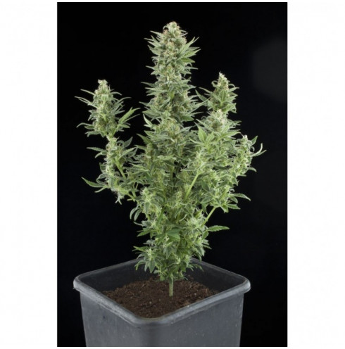 Royal Dwarf 5 fem Auto Royal Dwarf 5 fem Auto