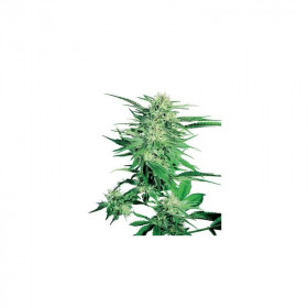 Big Bud (5/fem) Big Bud (5/fem)