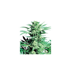 Shiva Skunk 3 fem Shiva Skunk 3 fem