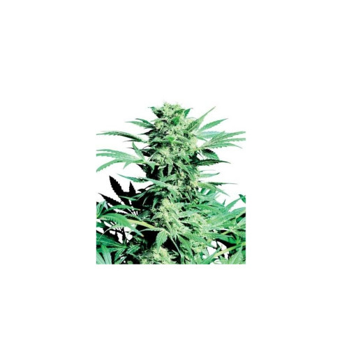 Shiva Skunk 3 fem Shiva Skunk 3 fem