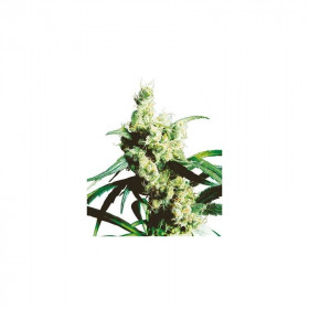 Silver Haze #9 (5/fem) Silver Haze #9 (5/fem)