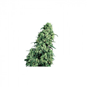 Skunk #1 (5/fem) Skunk #1 (5/fem)