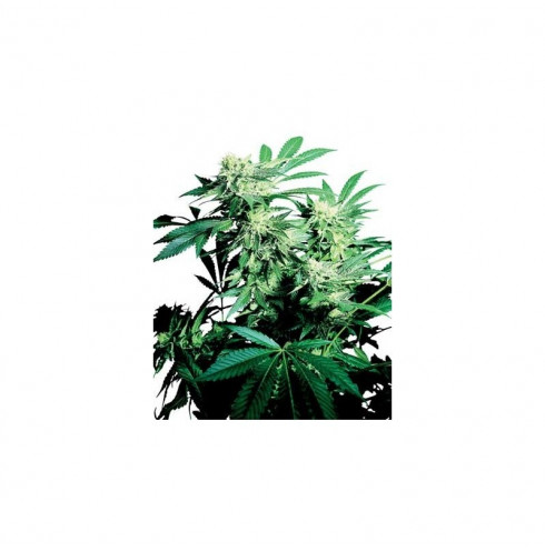 Skunk Kush 3 fem Skunk Kush 3 fem