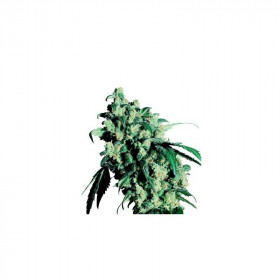 Super Skunk (5/fem) Super Skunk (5/fem)