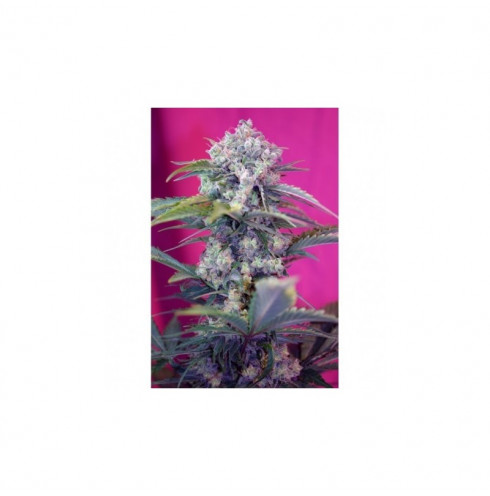 Cream Mandarine auto 5 fem Cream Mandarine auto 5 fem
