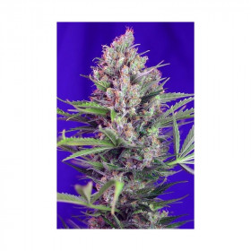 Cream Mandarine Fast Version 5 fem Cream Mandarine Fast Version 5 fem