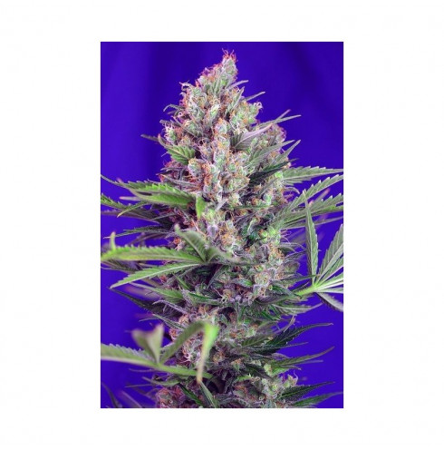 Cream Mandarine Fast Version 5 fem Cream Mandarine Fast Version 5 fem