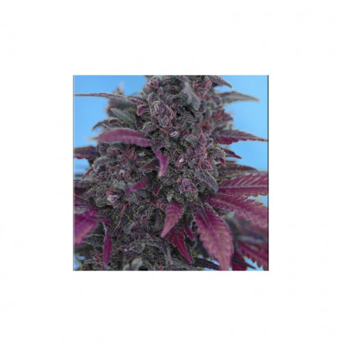 Dark Devil auto 3 fem Dark Devil auto 3 fem