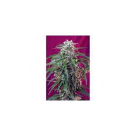 Green Poison auto 3 fem Green Poison auto 3 fem